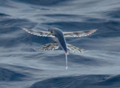 Exocoetidae