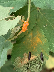 Phragmidium mucronatum