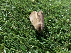 Ophiusa parcemacula