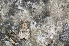 Bryophilina mollicula