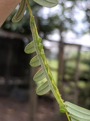 Pericyma cruegeri