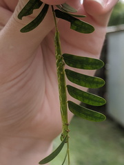 Pericyma cruegeri