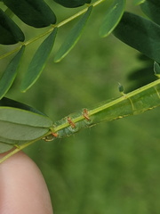 Pericyma cruegeri
