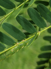 Pericyma cruegeri