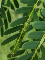 Pericyma cruegeri