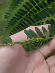 Pericyma cruegeri
