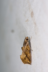 Plusiodonta coelonota