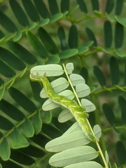 Pericyma cruegeri