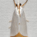 Snowy Urola Moth - Photo (c) B Mlry, some rights reserved (CC BY-NC)