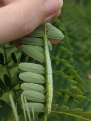 Pericyma cruegeri