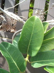 Stephanotis floribunda
