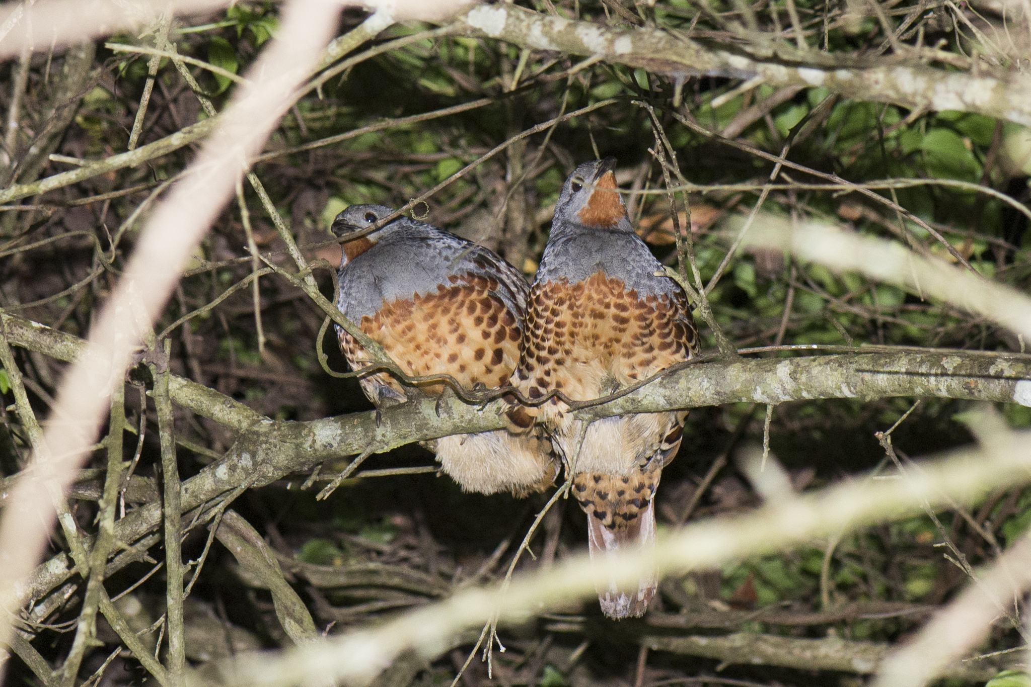 Taiwan Bamboo Partridge