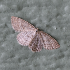 Scopula frigidaria