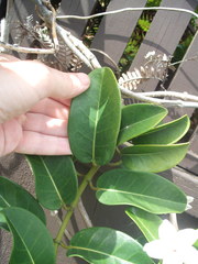 Stephanotis floribunda