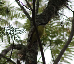 Philohydor lictor panamensis