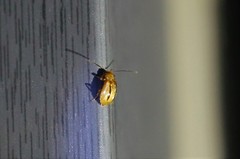 Medythia nigrobilineata