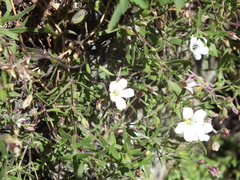 author not stated, no rights reserved Heterochroa petraea, photograph author not stated, no rights reserved