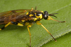 Xylomya terminalis