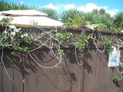 Stephanotis floribunda