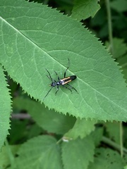 Strangalepta abbreviata