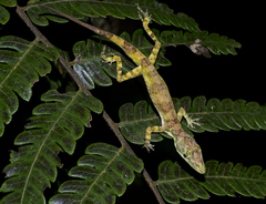 Anolis solitarius