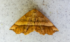 Euchlaena tigrinaria