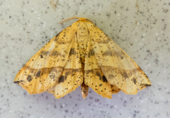 Euchlaena tigrinaria