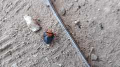 Edessa rufomarginata