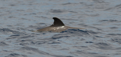 Globicephala
