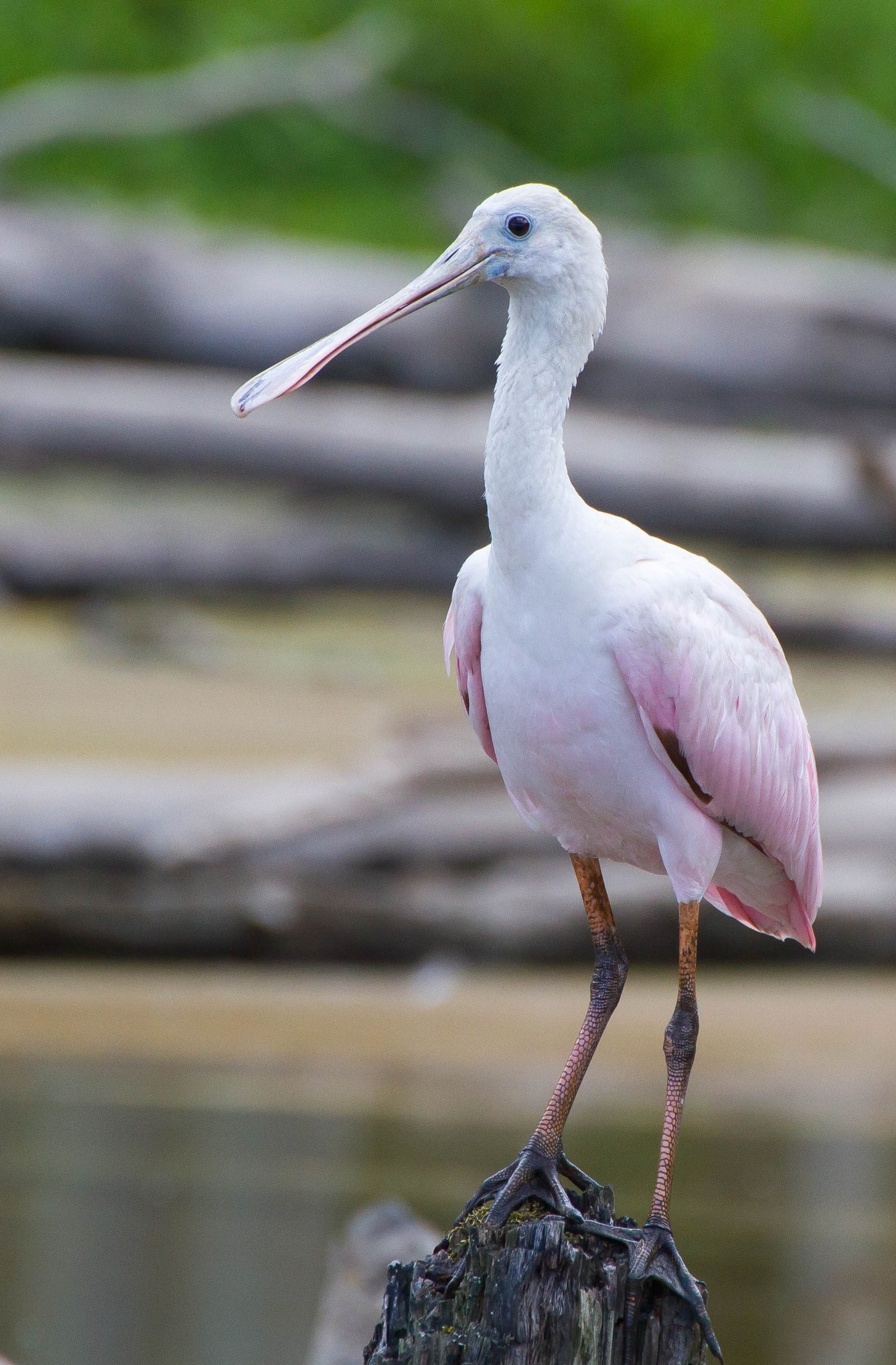 Roseate Spoonbill (Platalea ajaja) · iNaturalist