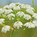 Water Hemlock - Photo (c) Jerry Oldenettel, some rights reserved (CC BY-NC-SA)