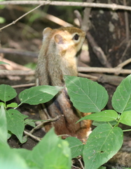 Tamias striatus