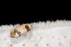 Terthreutis