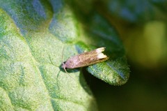 Epiblema sugii