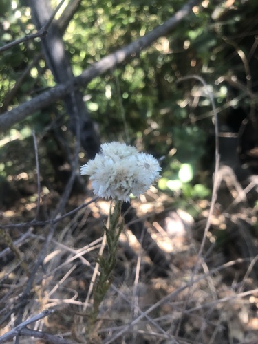 photo of California Cudweed (Pseudognaphalium californicum)