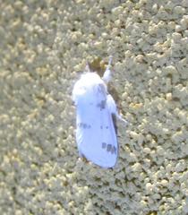 Euerythra trimaculata