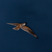 Short-tailed Nighthawk - Photo (c) Dario Sanches, some rights reserved (CC BY-SA)