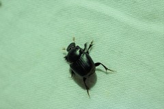 Onthophagus lenzii