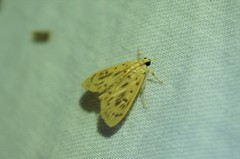 Tabidia strigiferalis