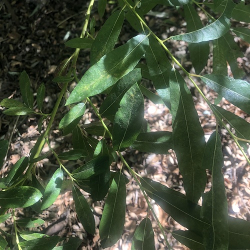 photo of Arroyo Willow (Salix lasiolepis)