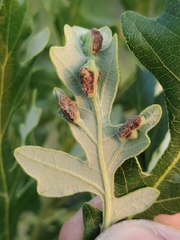 Macrodiplosis niveipila