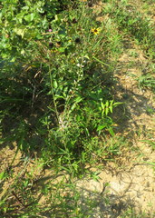 Desmodium sessilifolium