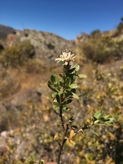 Lophopappus berberidifolius
