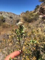 Lophopappus berberidifolius