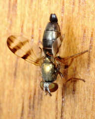 Chaetopsis fulvifrons