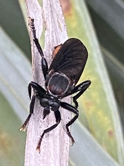 Prolepsis tristis