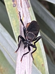 Prolepsis tristis