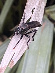 Prolepsis tristis