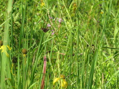 Lythrum alatum lanceolatum