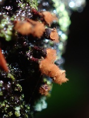 Trichia botrytis